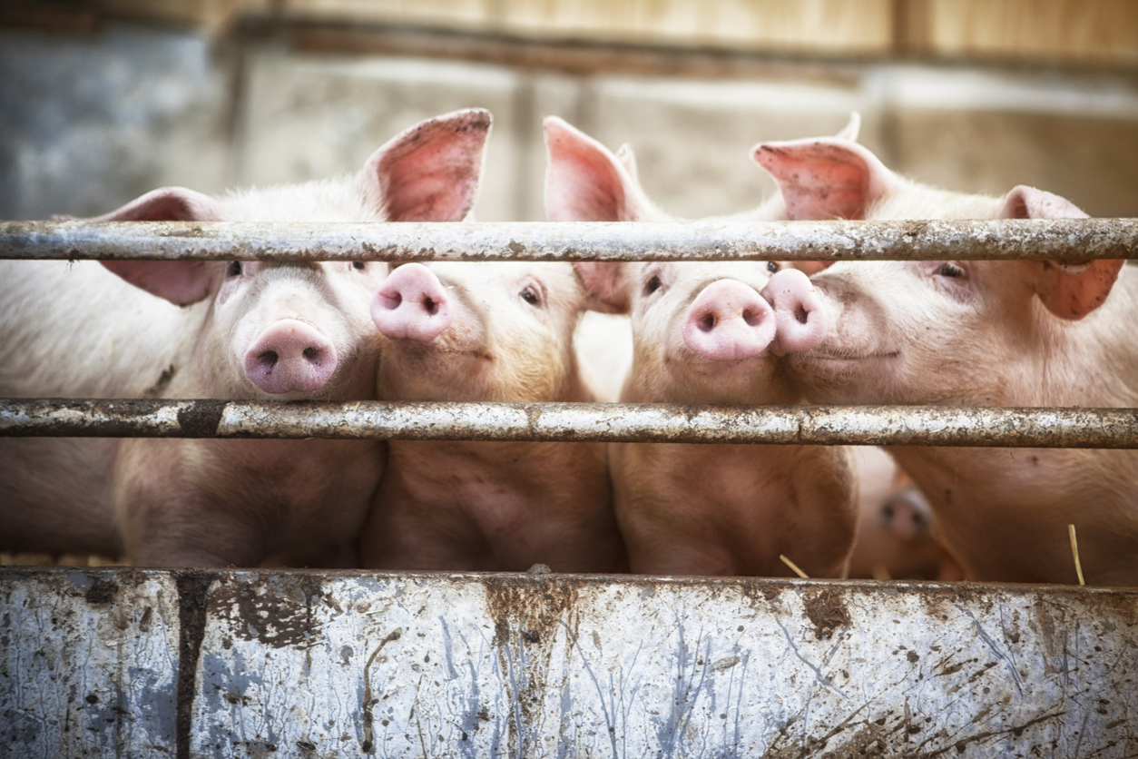 Agricultural Loss – Quantifying Economic Damage for a Hog Farm