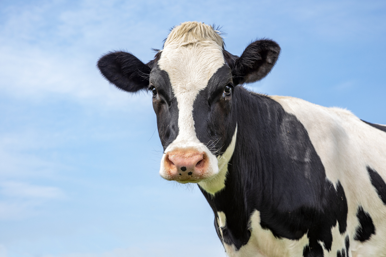 Business Interruption Losses Involving Dairy Farms