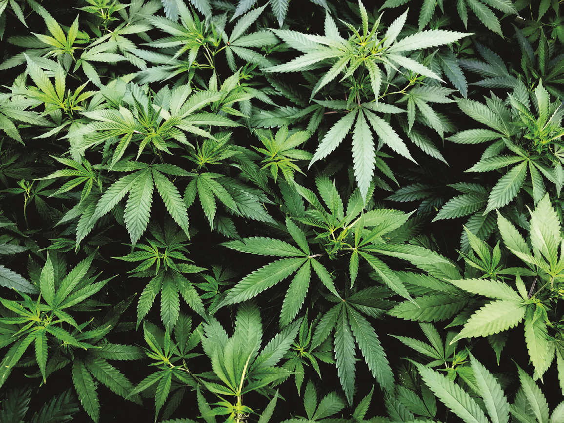Lost profits measurement in cannabis