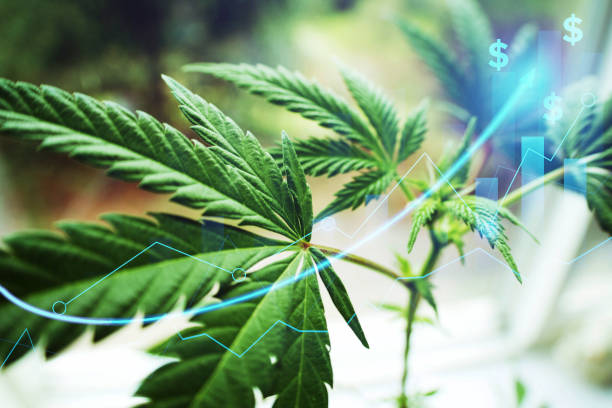 MDD Academy Webinar – Agriculture Series – Canada – Cannabis MDD Academy Webinar – Agriculture Series – Canada – Cannabis