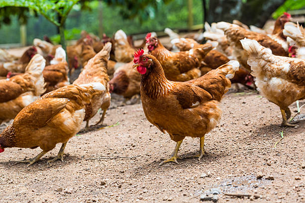 MDD Academy Webinar – Agriculture Series – Canada – Chickens