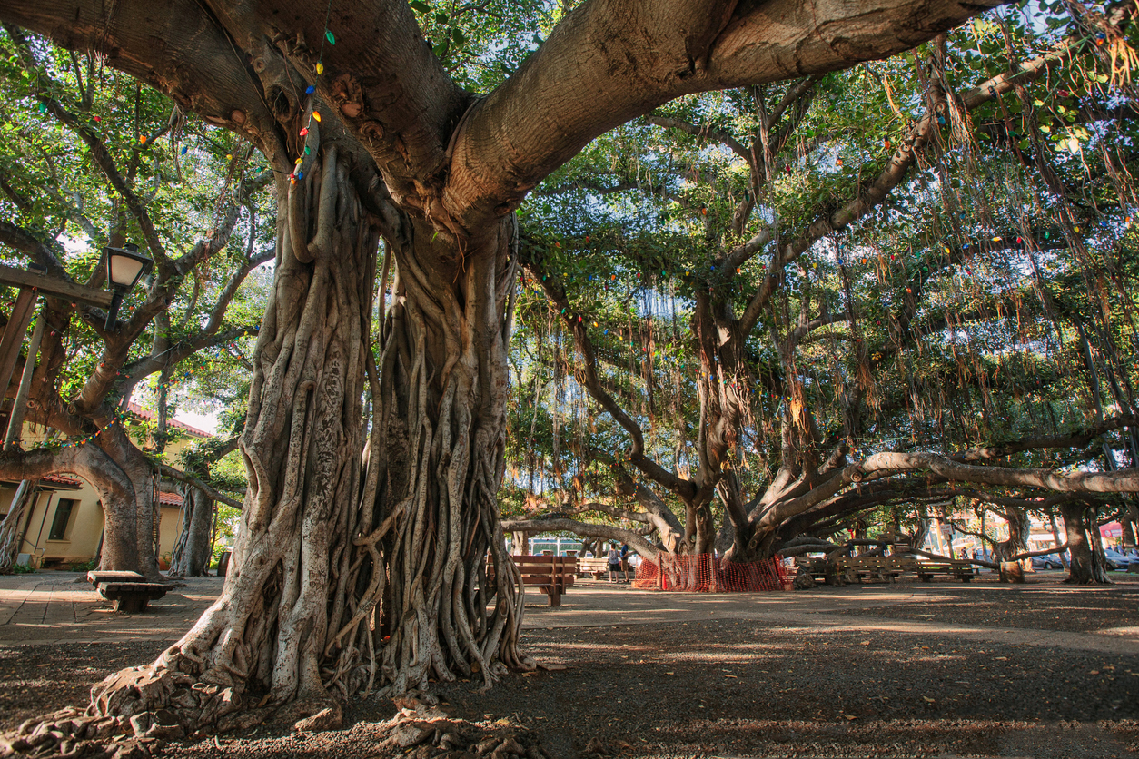 Maui Wildfires – Update 4