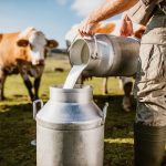 Dairy Farm losses